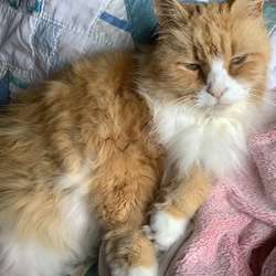 Alyson34's Chat & Dating Profile