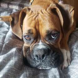 Boobles123456's Chat & Dating Profile