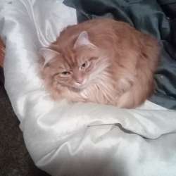 Jdog0309's Chat & Dating Profile