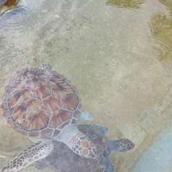 Joelongbeach's Chat & Dating Profile