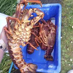 Tgurlooking's Chat & Dating Profile