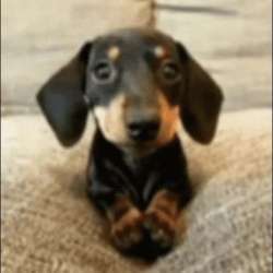 girlBass's Chat & Dating Profile